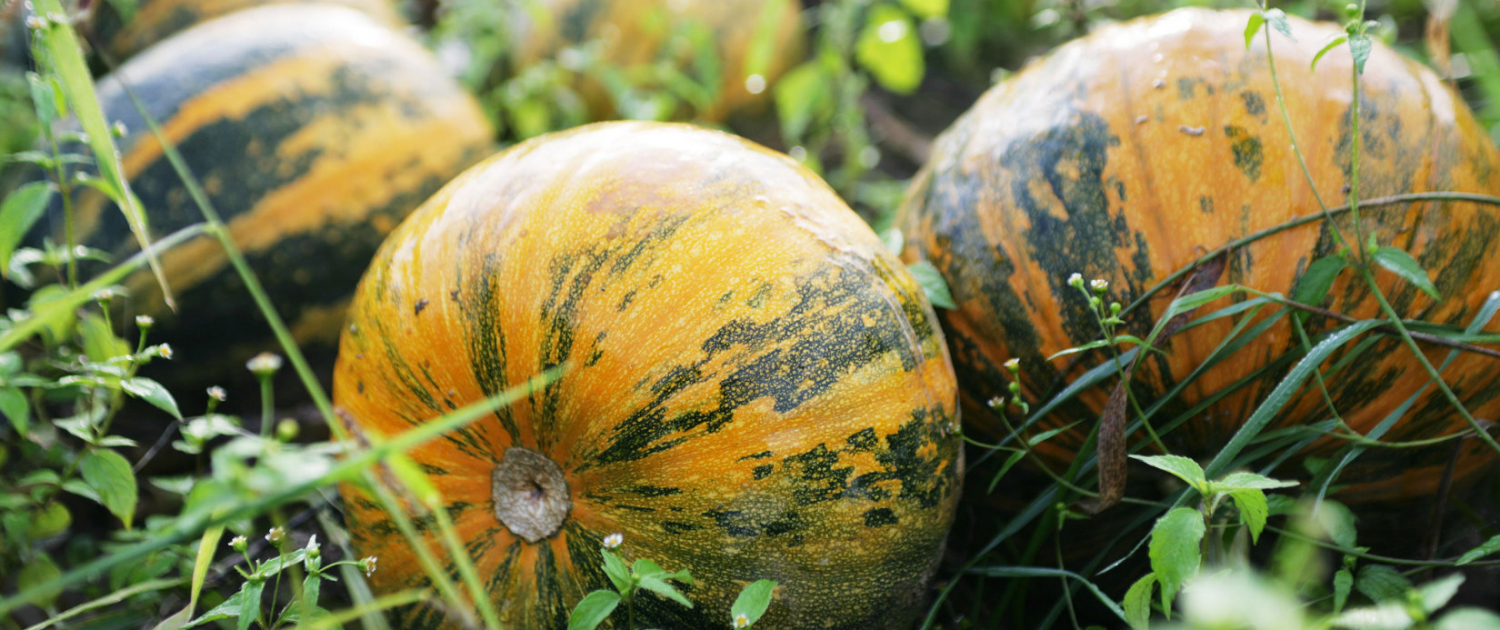 Kürbisse (c) TV Thermen- & Vulkanland, Harald Eisenberger