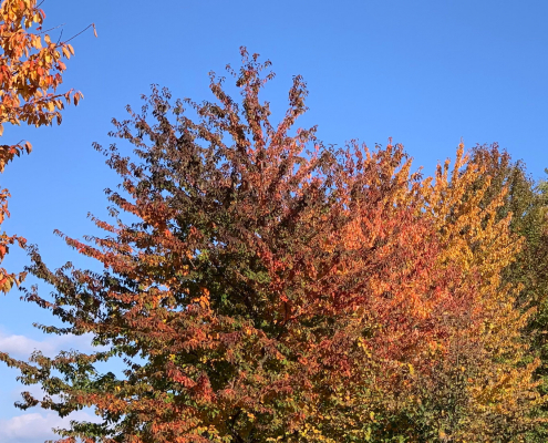Landhaus Austria Herbststimmung